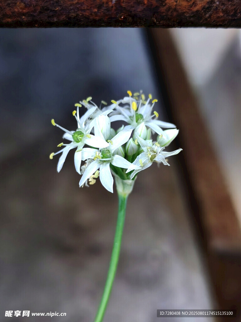 清新素雅的单枝白色小花