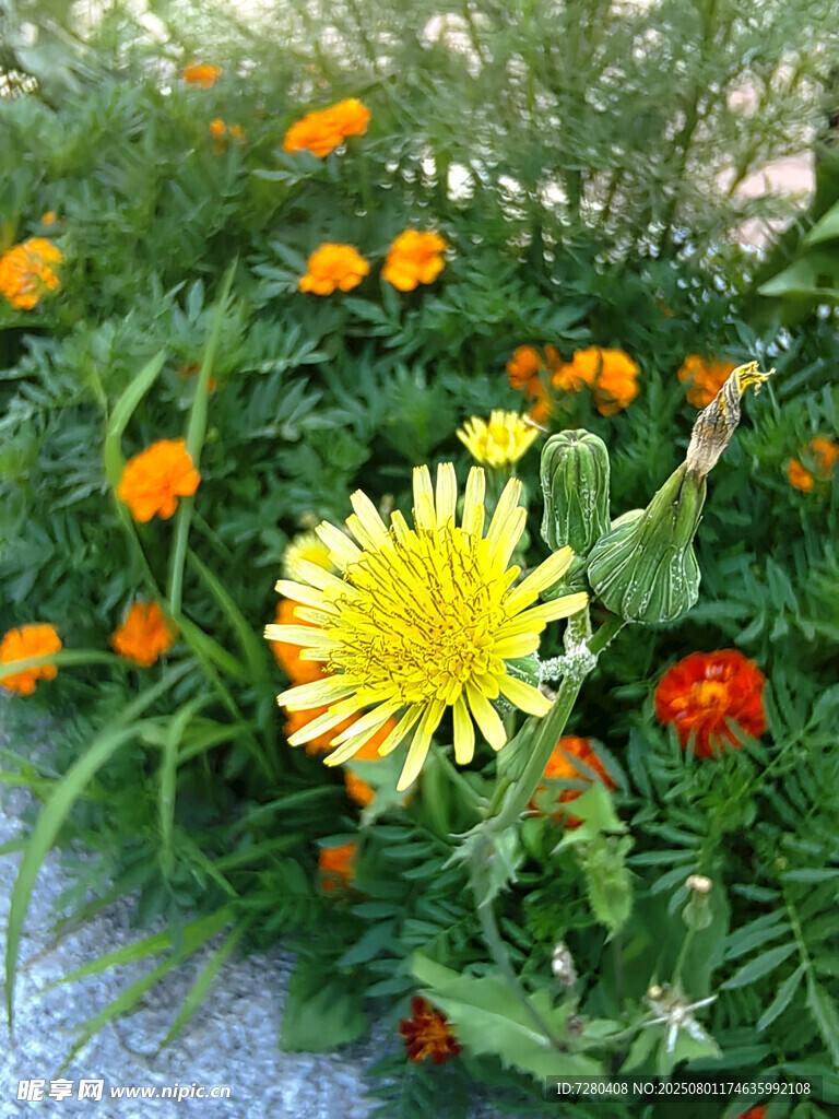 多彩绚烂的美丽花卉绽放