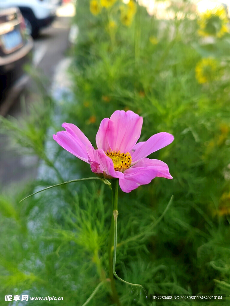 路边绽放的娇艳粉色花朵