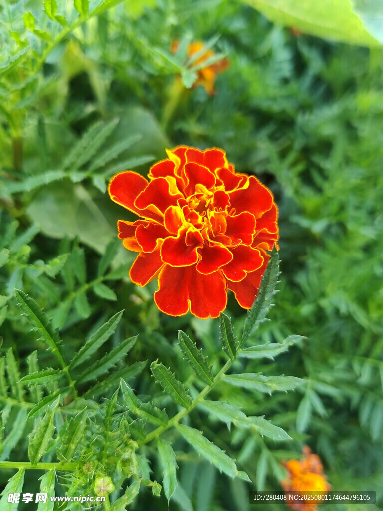 鲜艳红孔雀草绽放绿意间