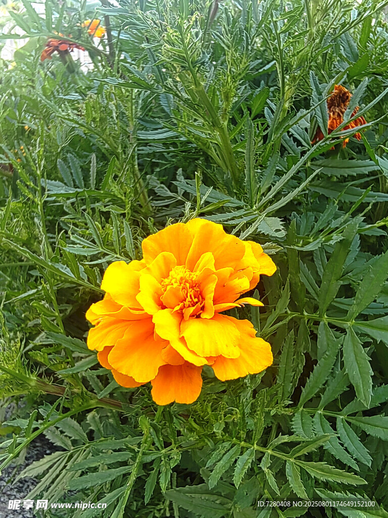 绽放的艳丽黄色万寿菊