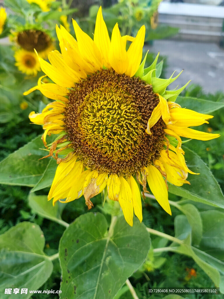 绽放的向日葵与蜜蜂