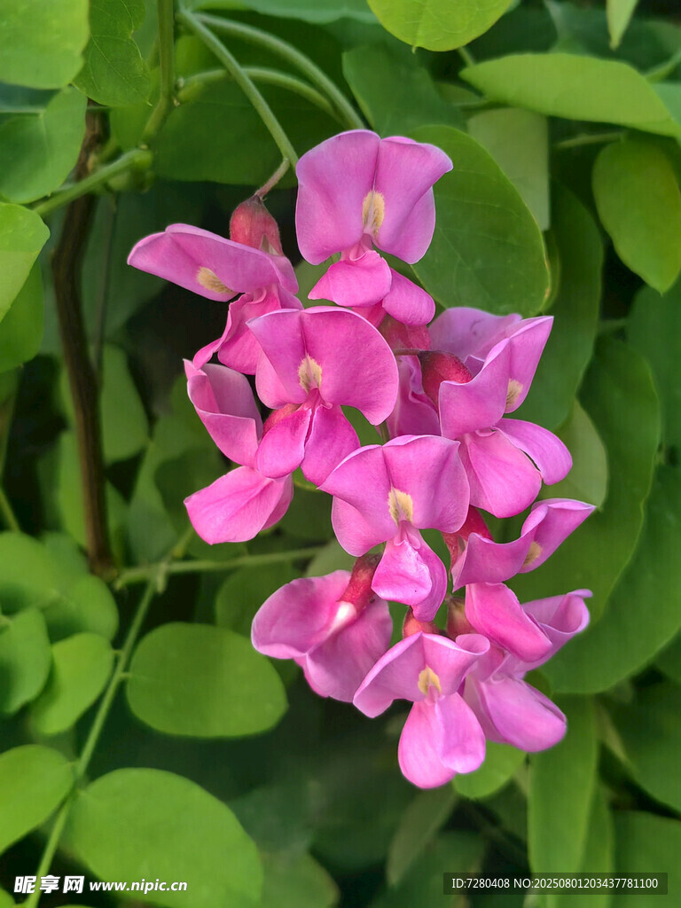 娇艳粉色花朵绽放绿叶间