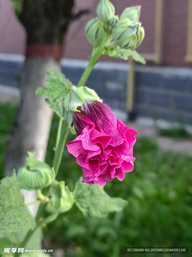 娇艳蜀葵花绽放