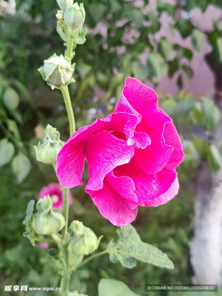 娇艳粉色蜀葵花