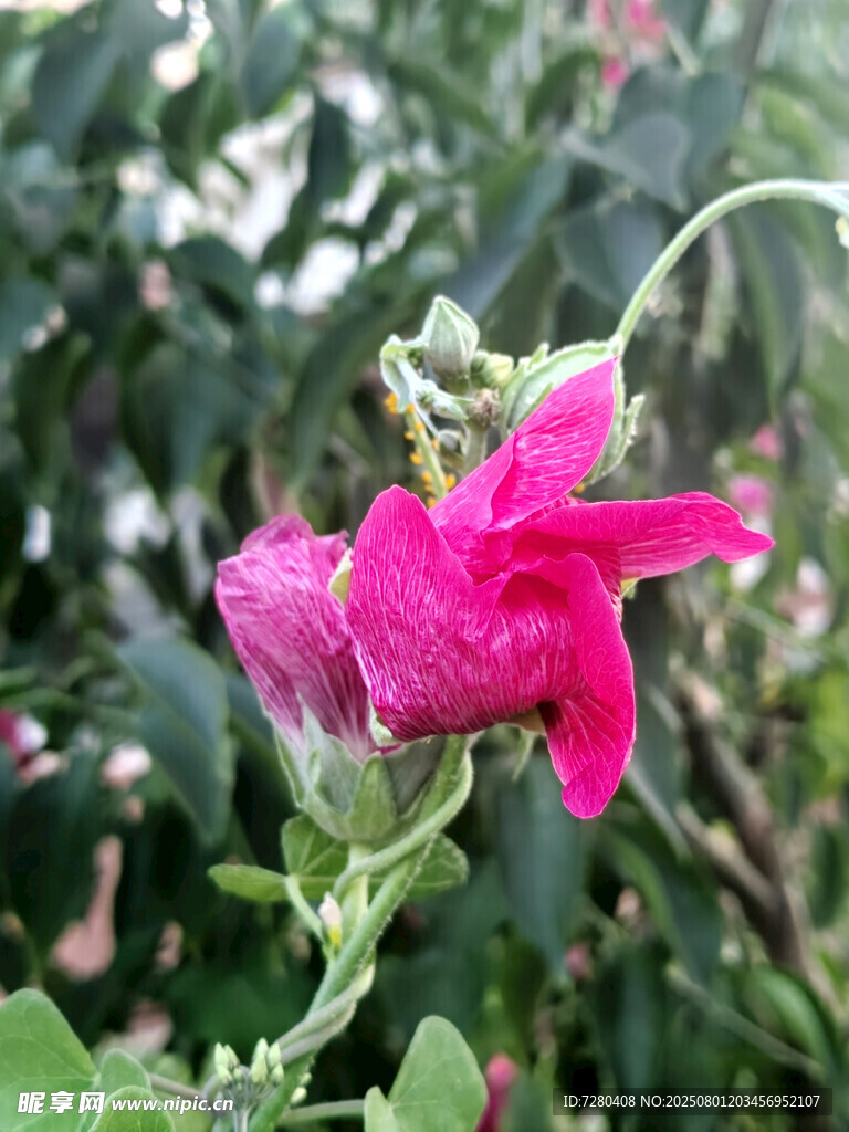 娇艳绽放的粉红色花朵