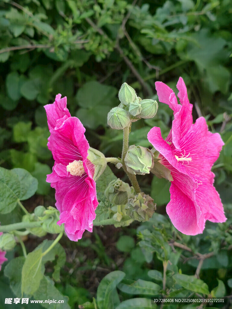 娇艳粉色花卉绽放