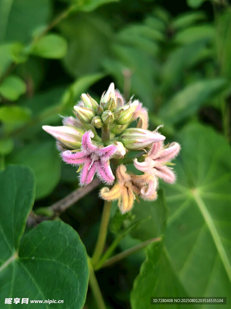 粉色花朵绽放绿叶间