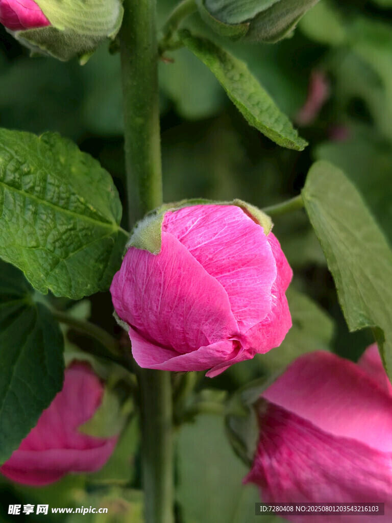 娇艳粉色牡丹花蕾