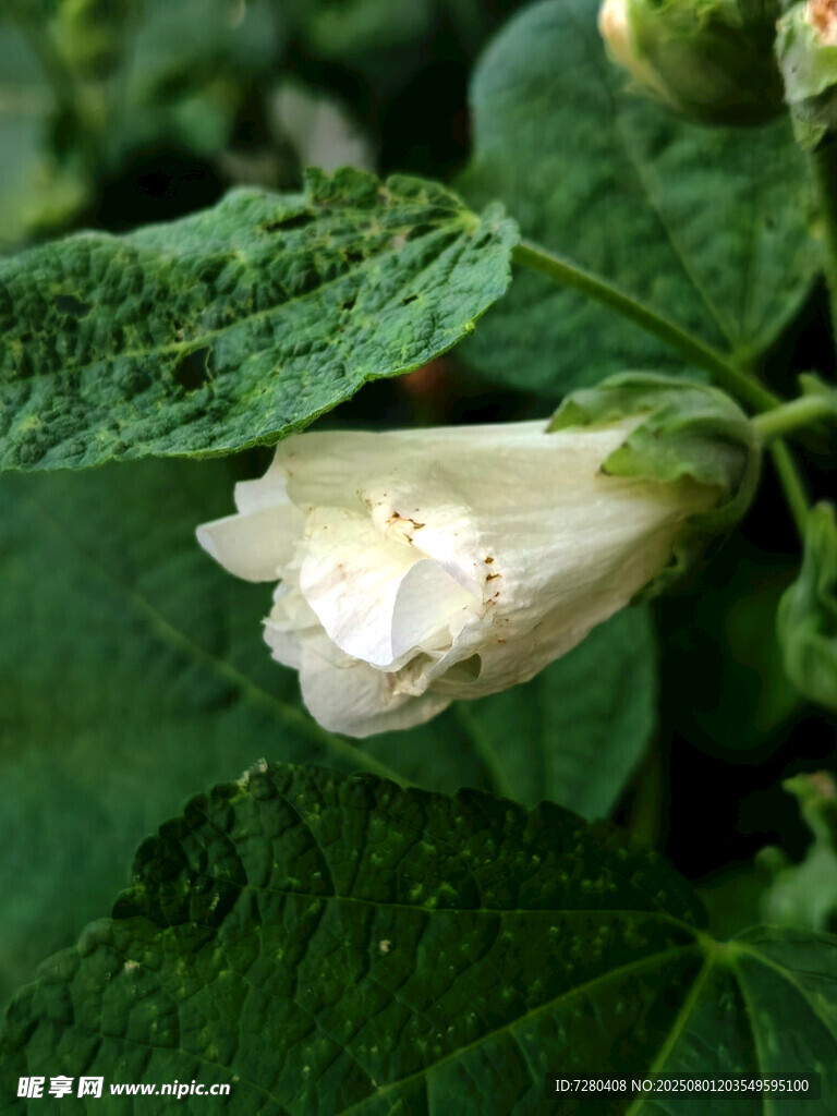 绽放的白色花朵与绿叶