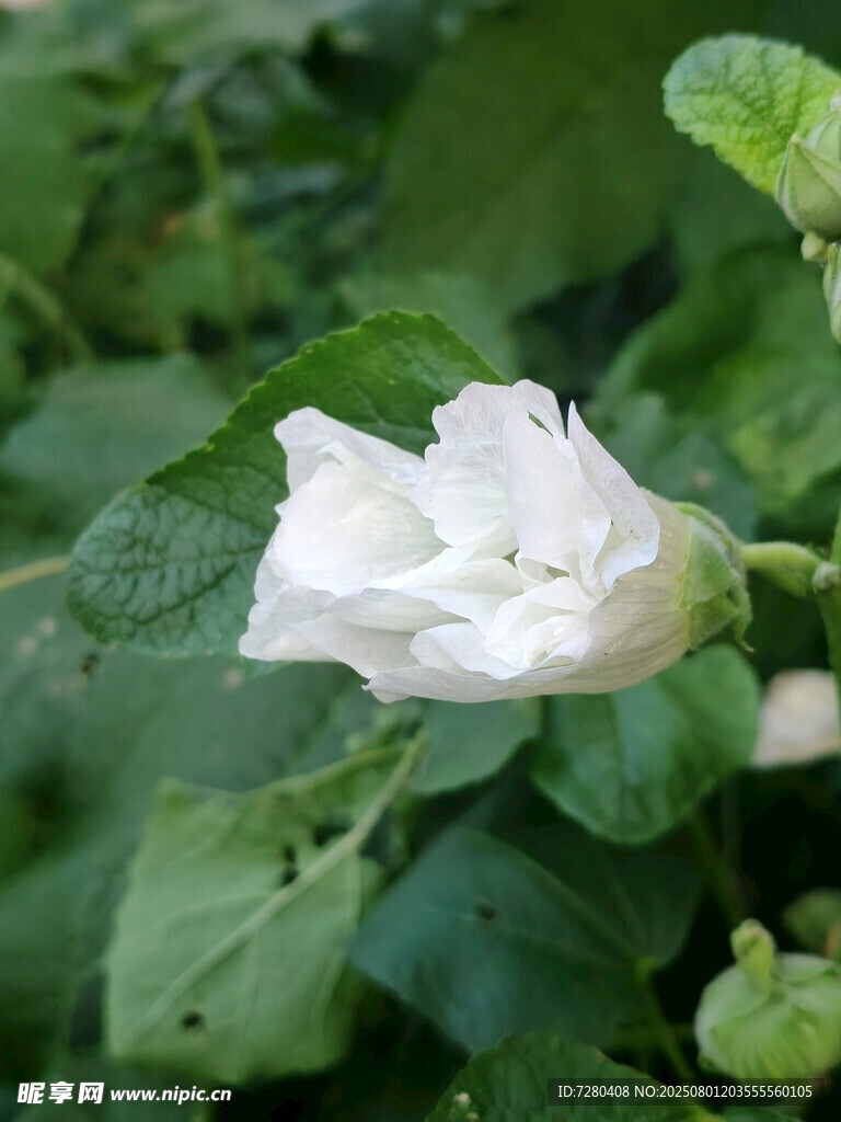 白色木槿花绽放绿叶间