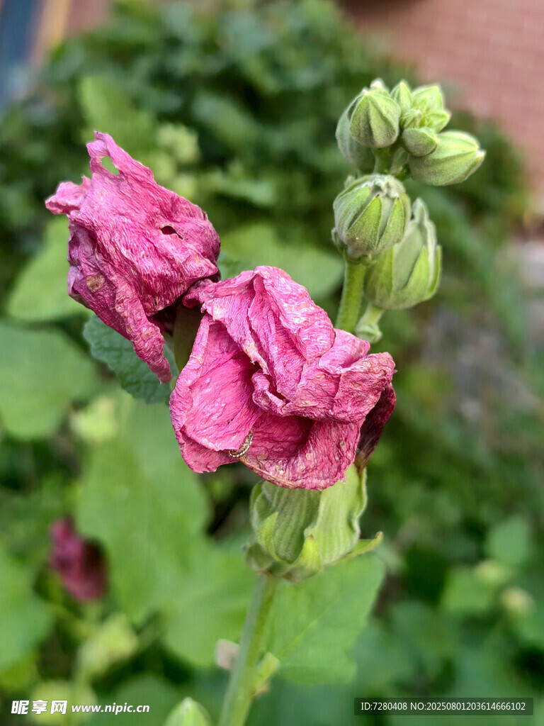 枯萎的粉色蜀葵花朵