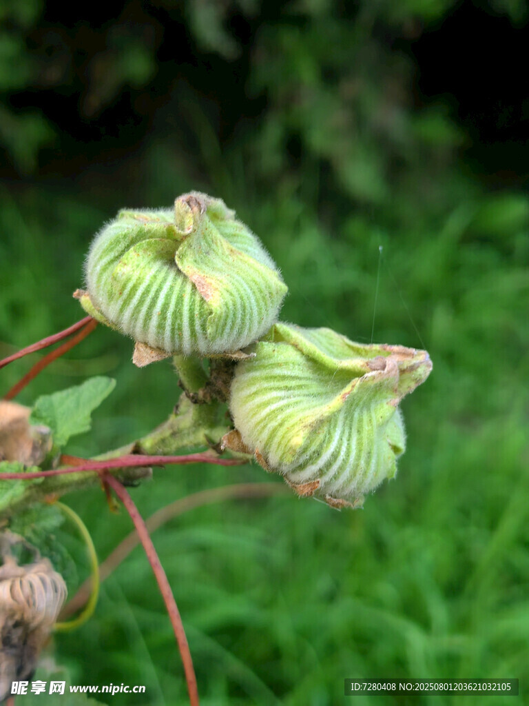 奇特绿色花苞植物特写