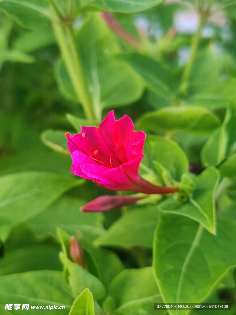 娇艳粉色花朵绽放绿叶间