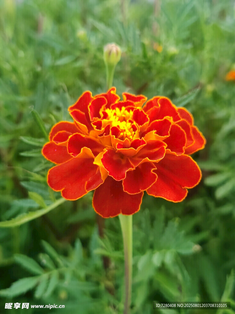 鲜艳万寿菊绽放绿意间