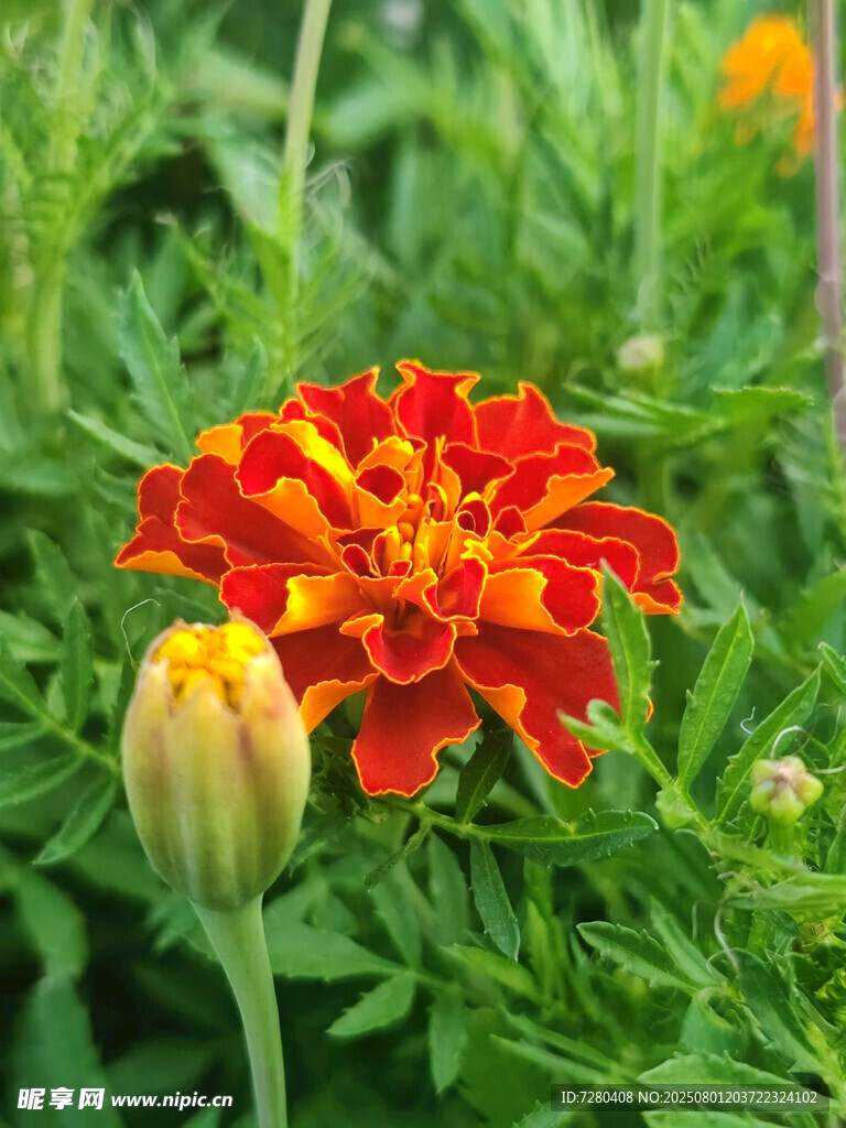 鲜艳万寿菊绽放绿意间