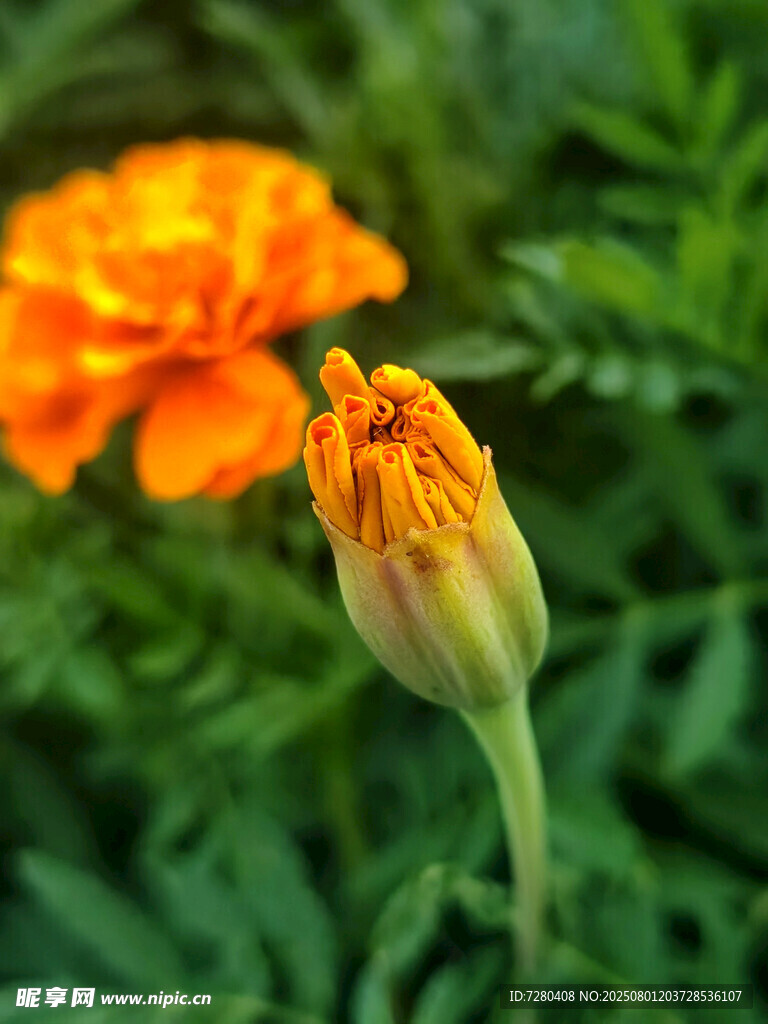 绽放与待放的橙色万寿菊