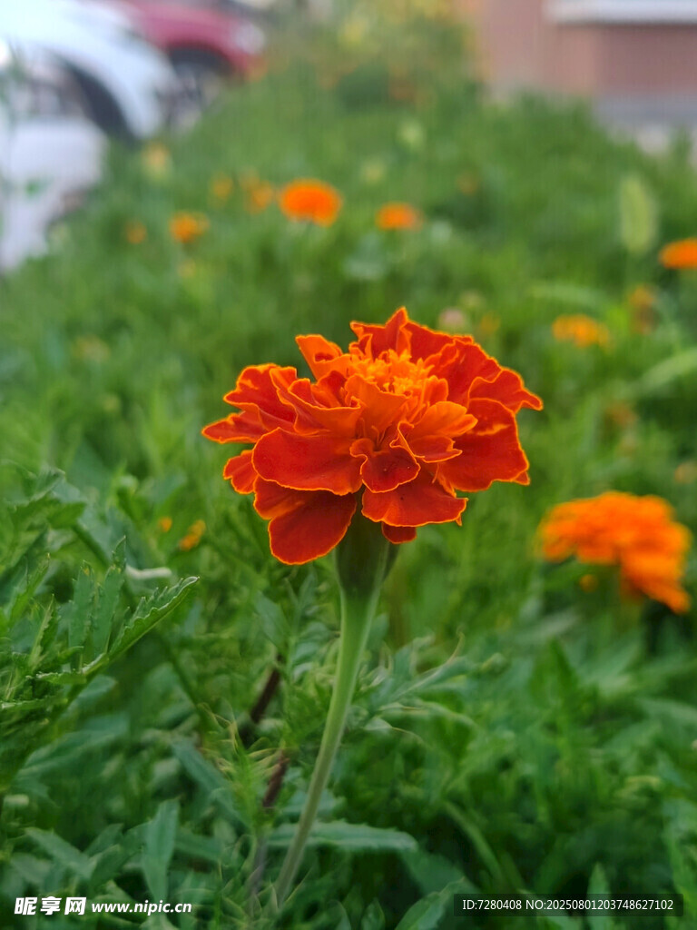 鲜艳橘色花朵绽放于绿草间