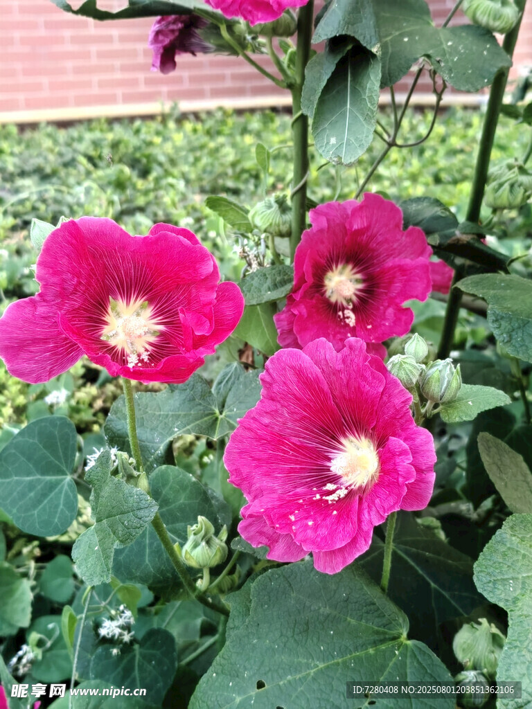 娇艳粉色木槿花绽放