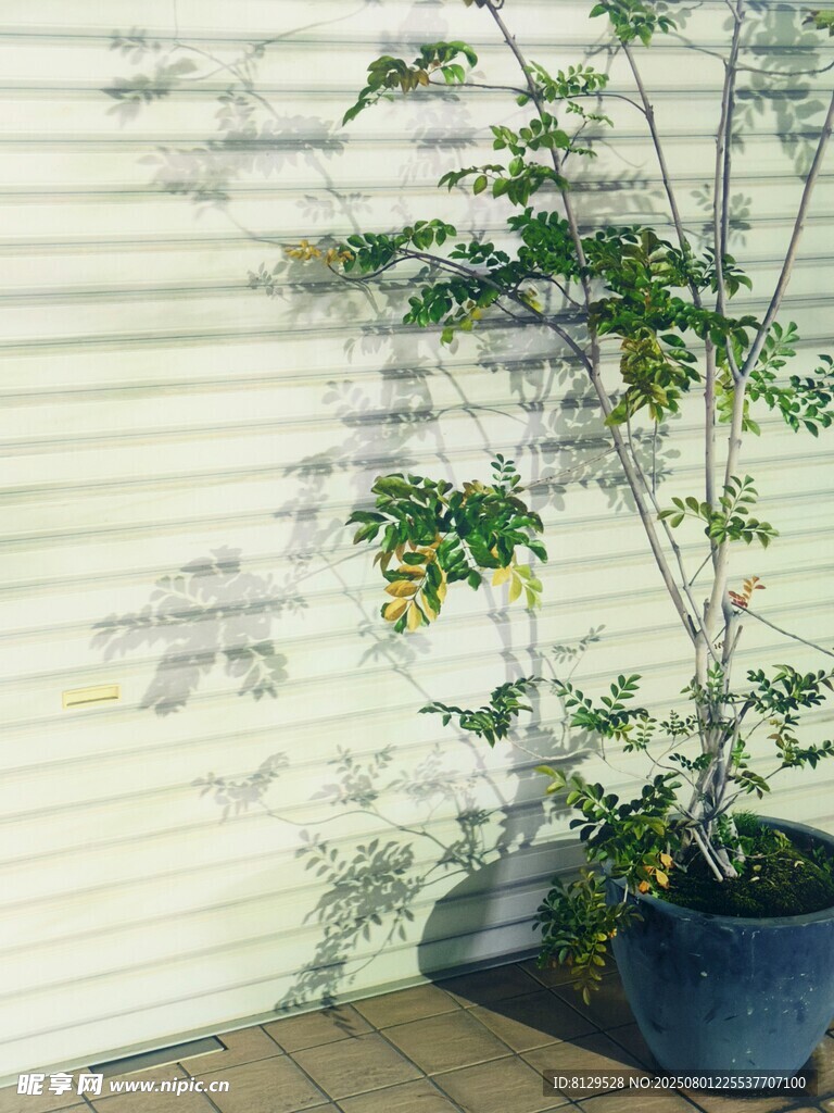 盆栽绿植置于墙边
