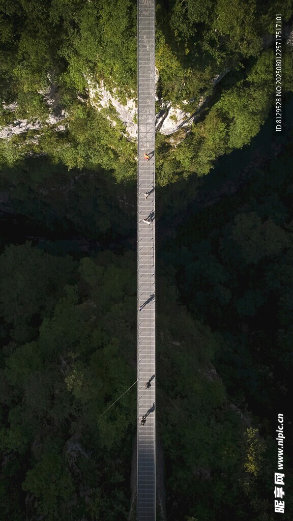 林间树干光影交织之景