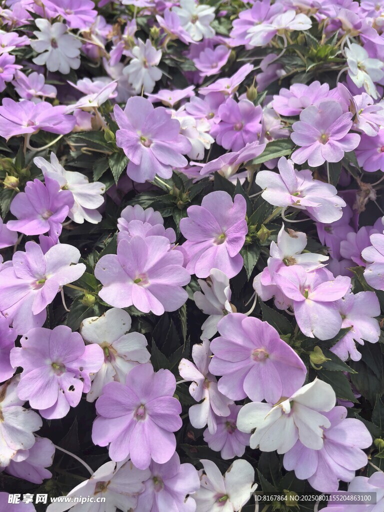 美丽紫白花朵绽放