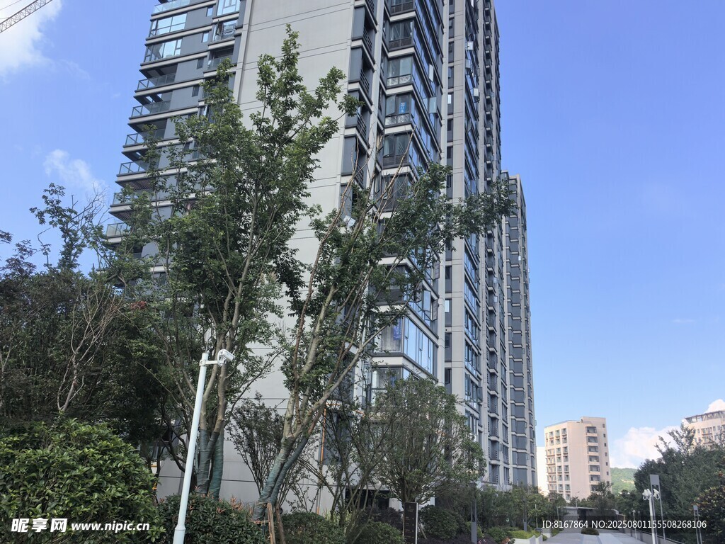 城市高楼旁的绿树景观