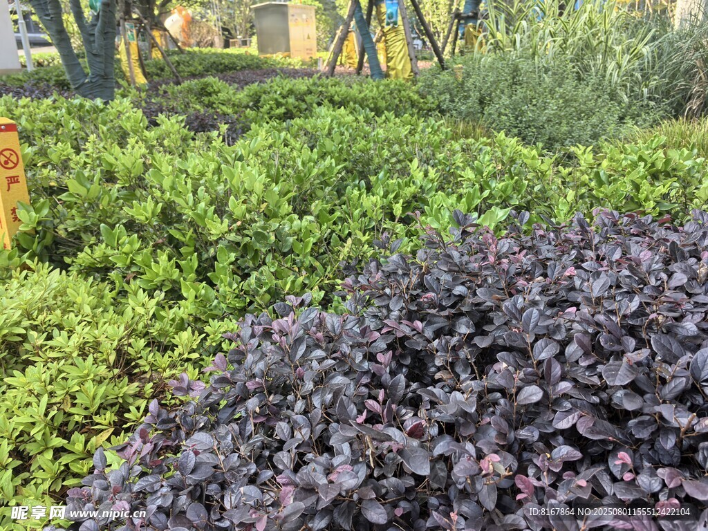 多彩植物景观