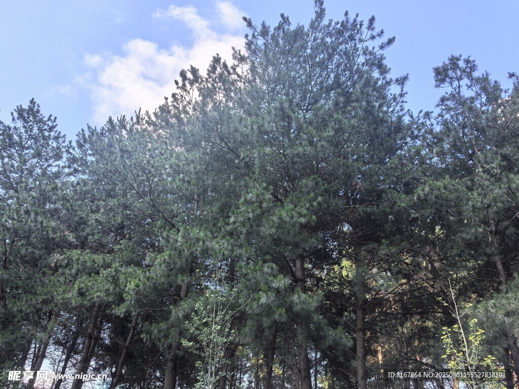 蓝天松林美景