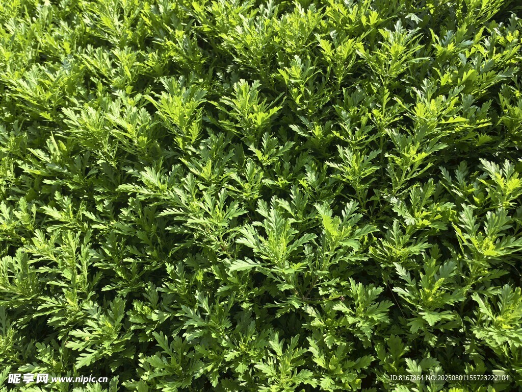 茂密绿植特写