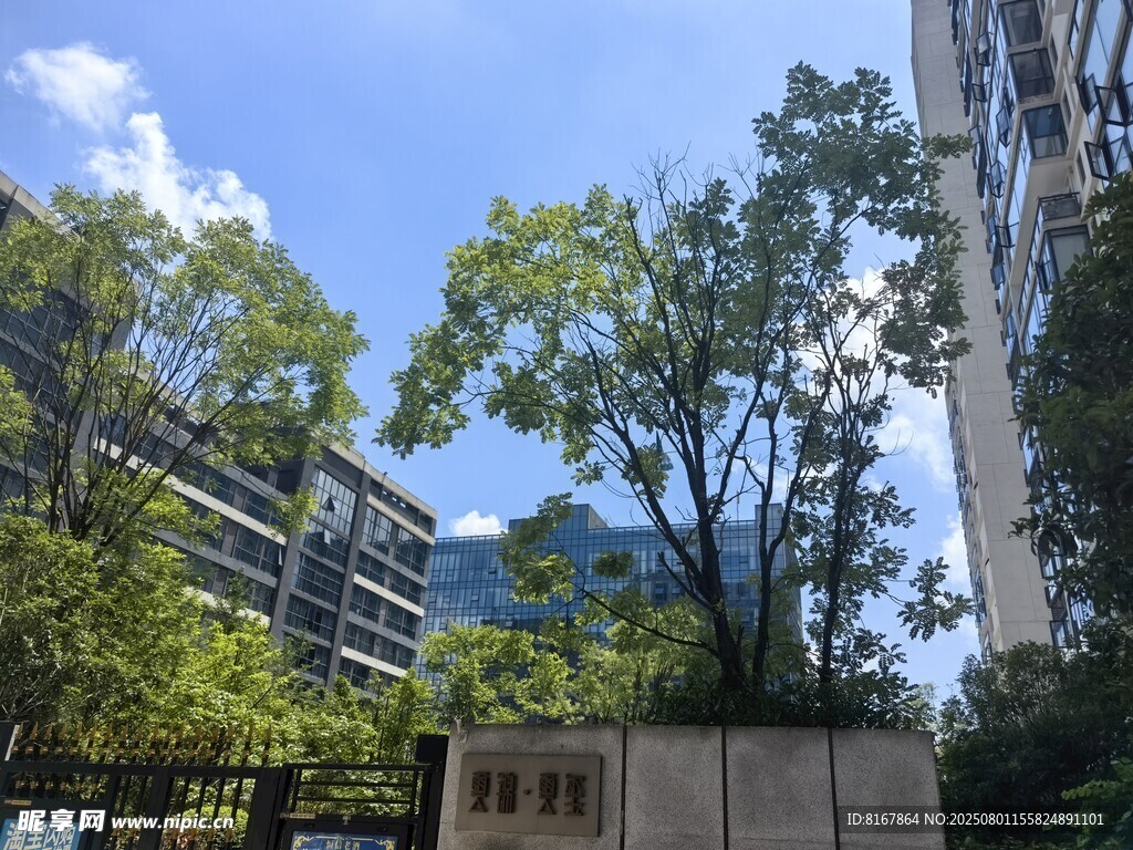 城市中葱郁树木与建筑景观