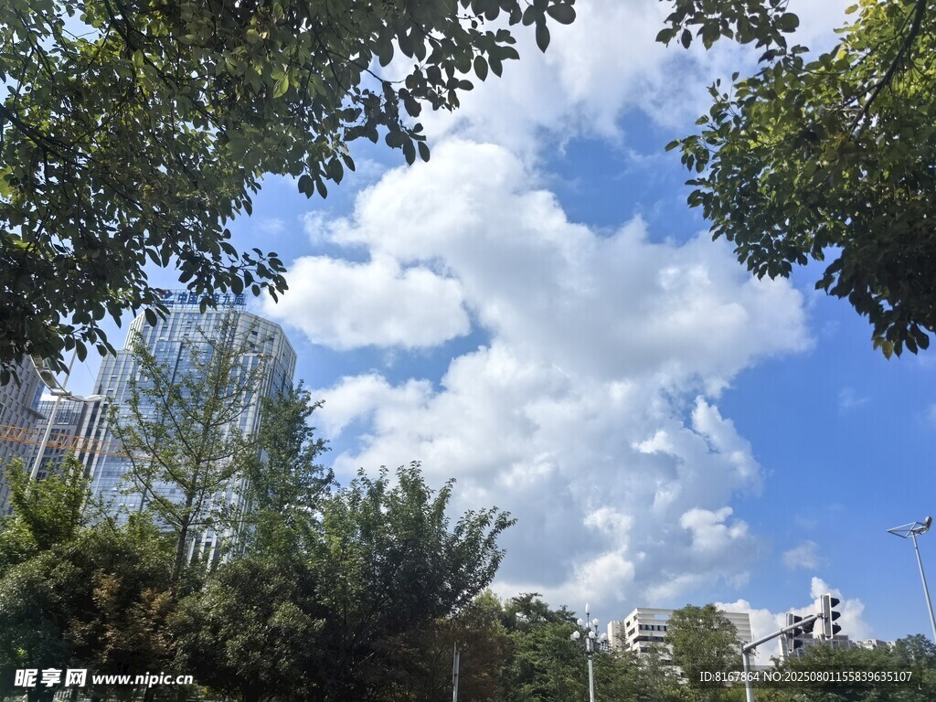 林间仰望蓝天白云