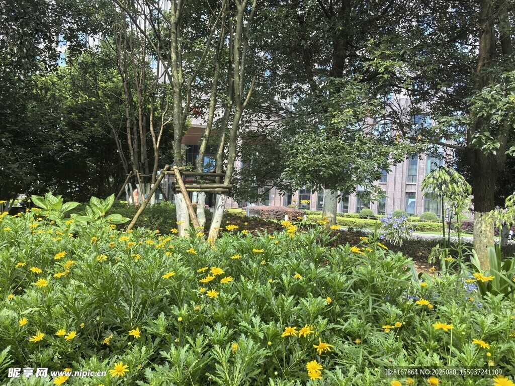 花园中的繁茂绿植与花卉