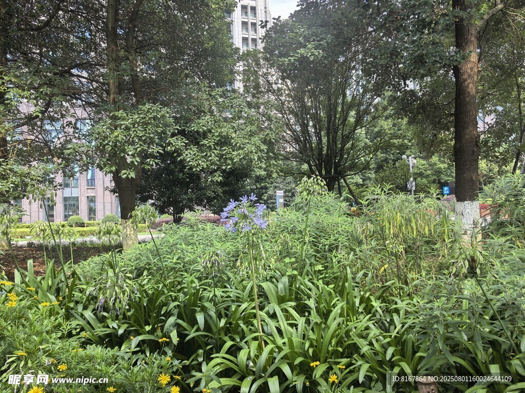 城市中的绿意盎然景观