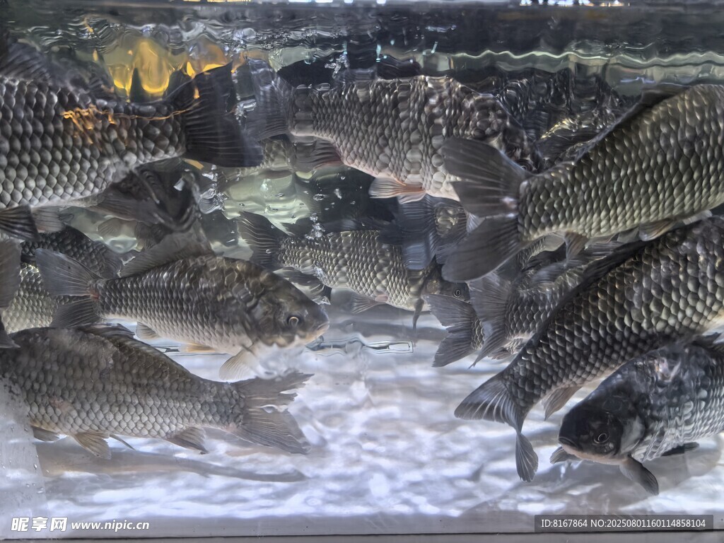 鱼塘里密集游动的鱼群