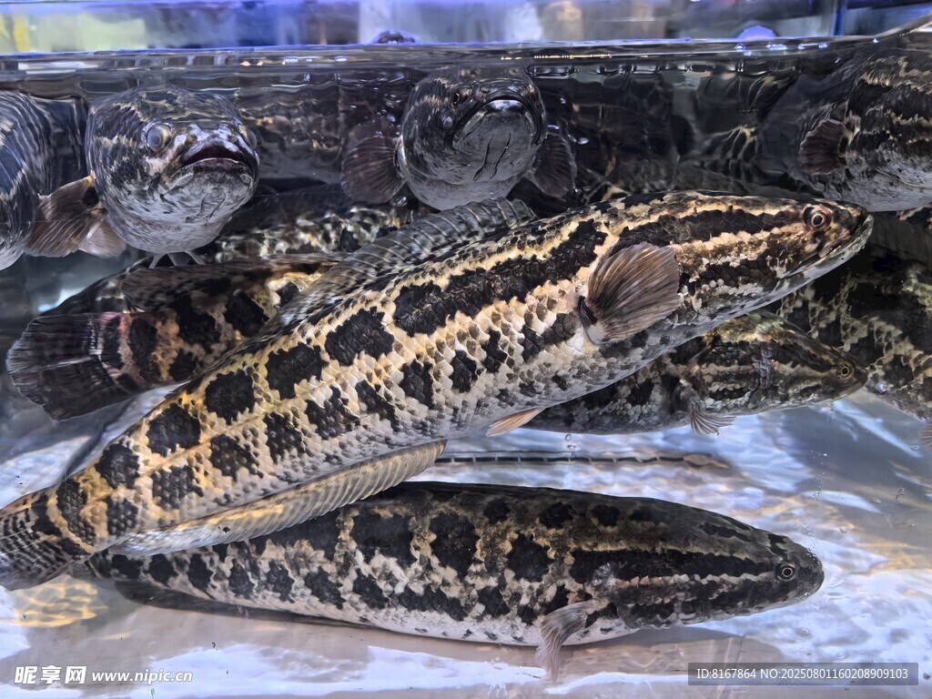 鱼