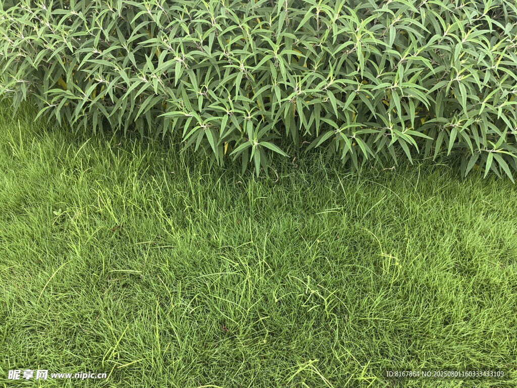 翠绿草坪与葱郁植物景观