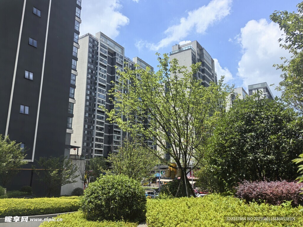 城市中的绿植与高楼景观