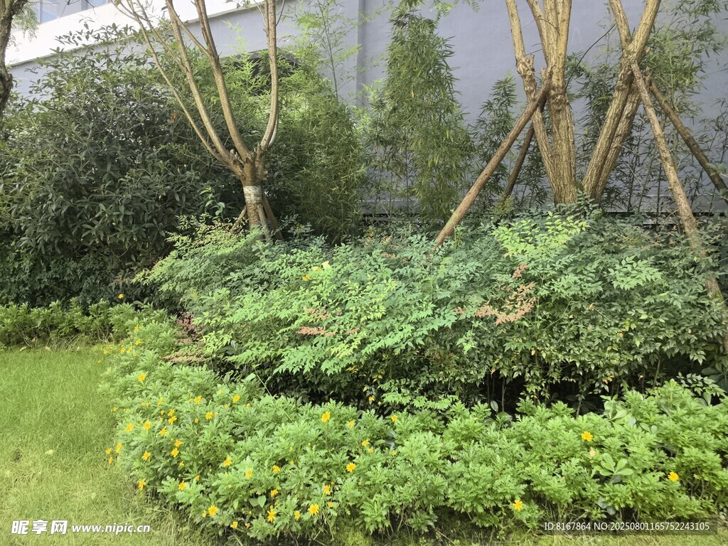 绿意盎然的庭院植物景观