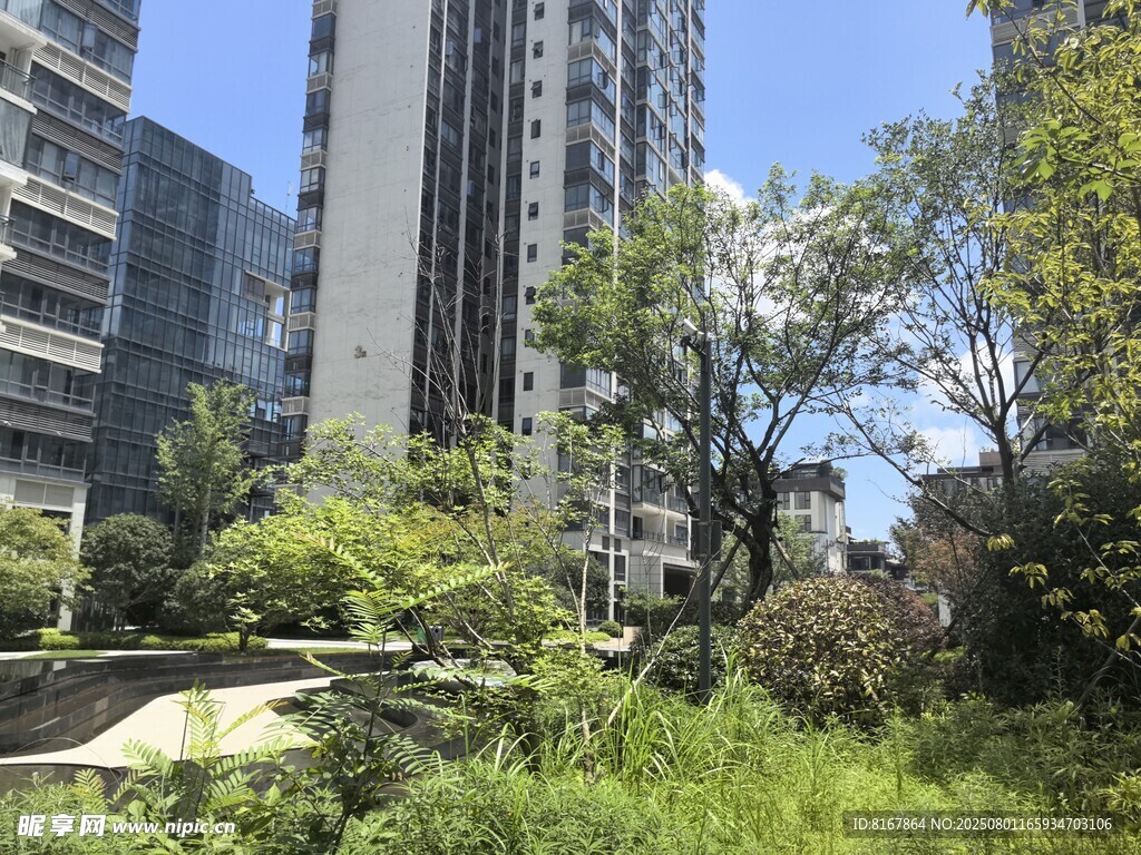 城市中的绿植与高楼景观