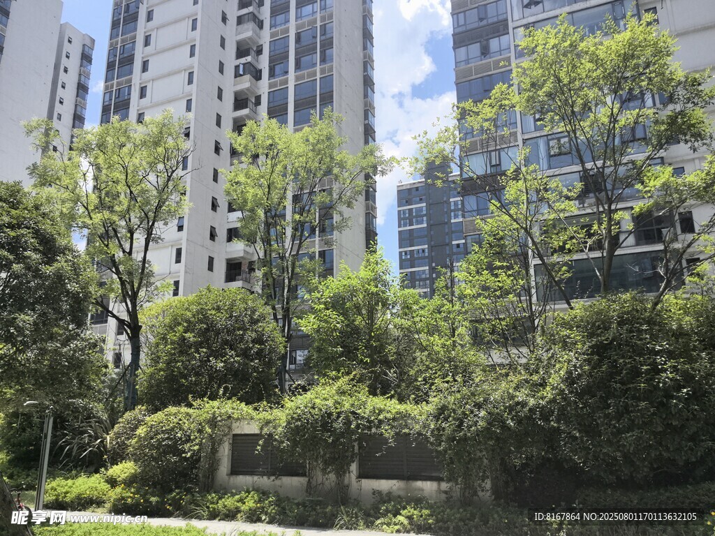 城市中林立高楼旁的绿植