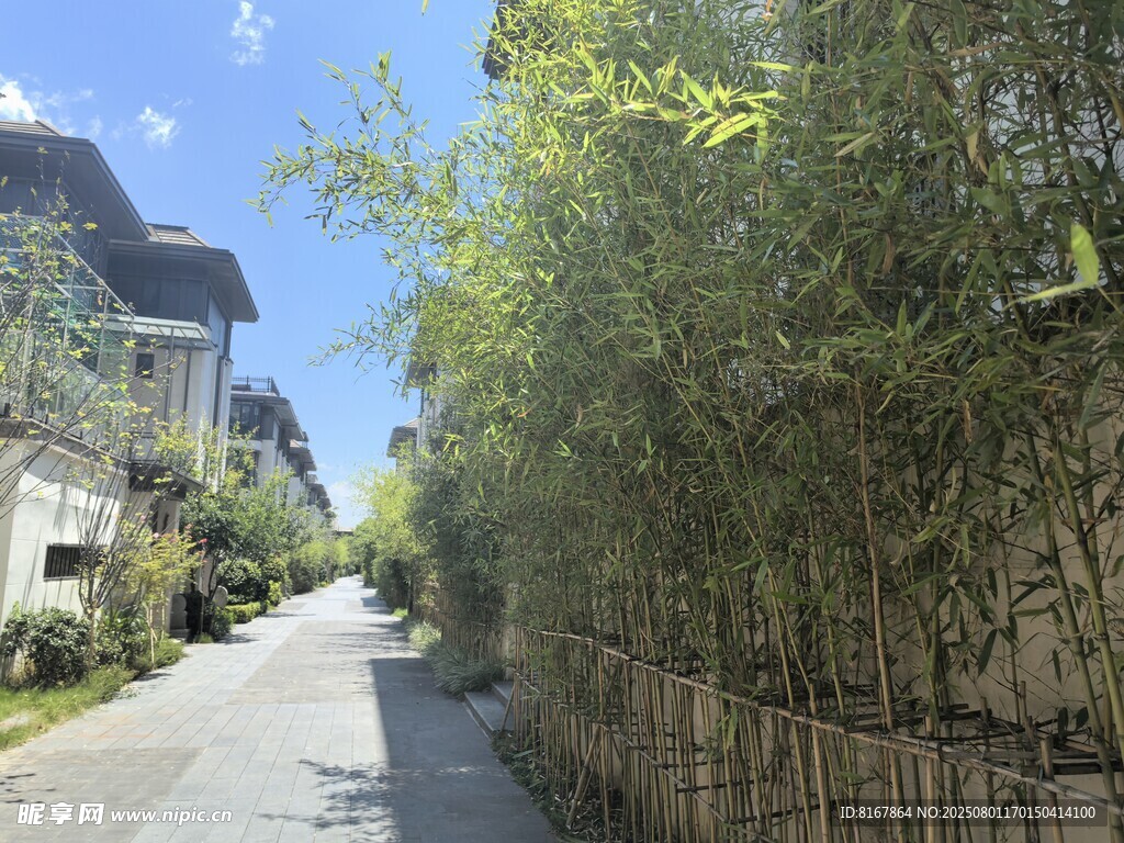竹林旁的宁静小道