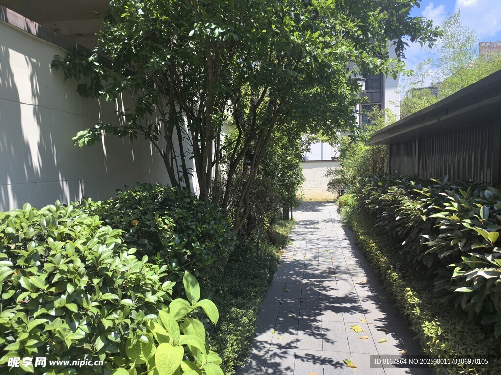 幽静绿植小道