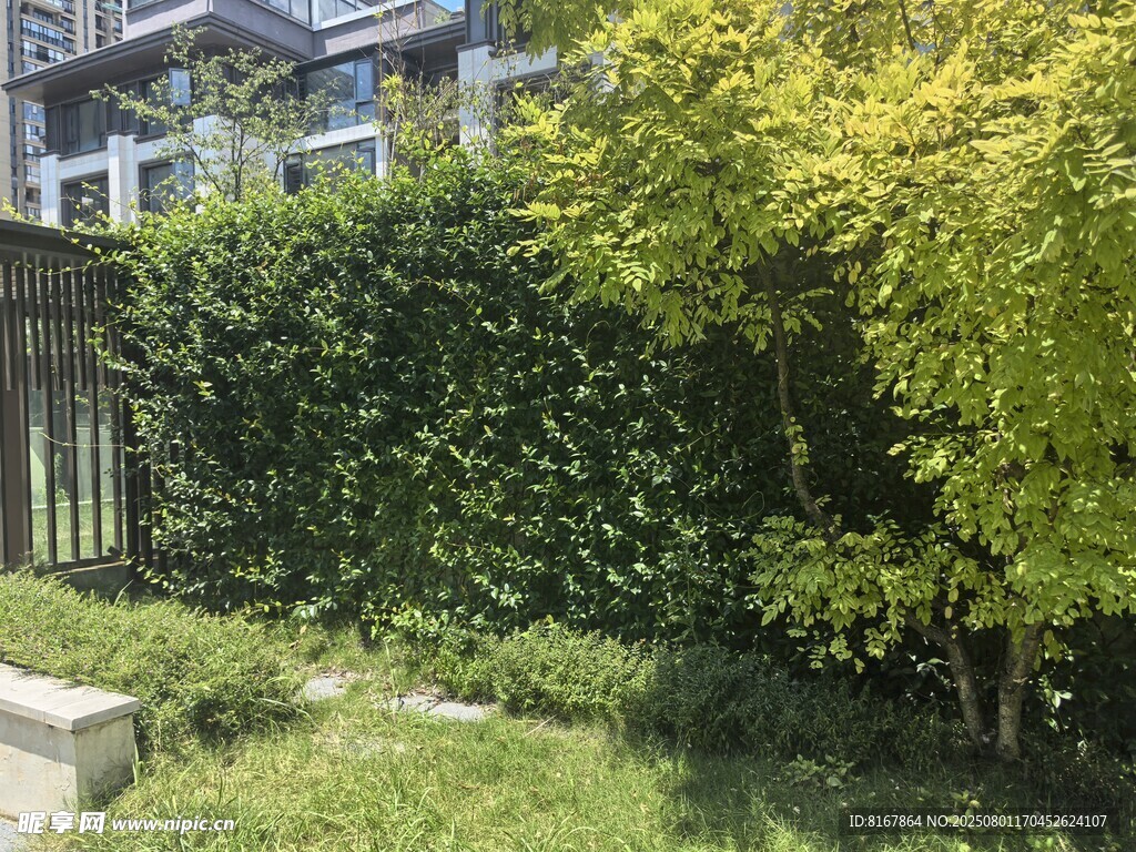 庭院绿植景观