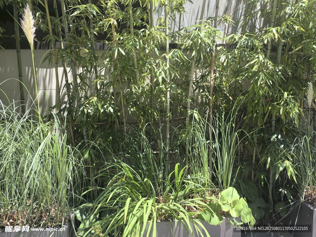 庭院绿植景观