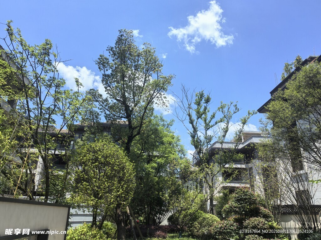 庭院绿树蓝天景致