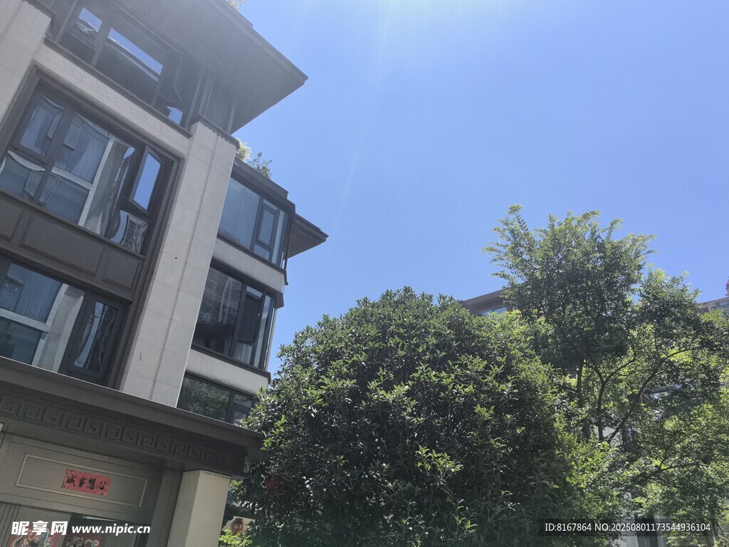 现代住宅旁葱郁绿树