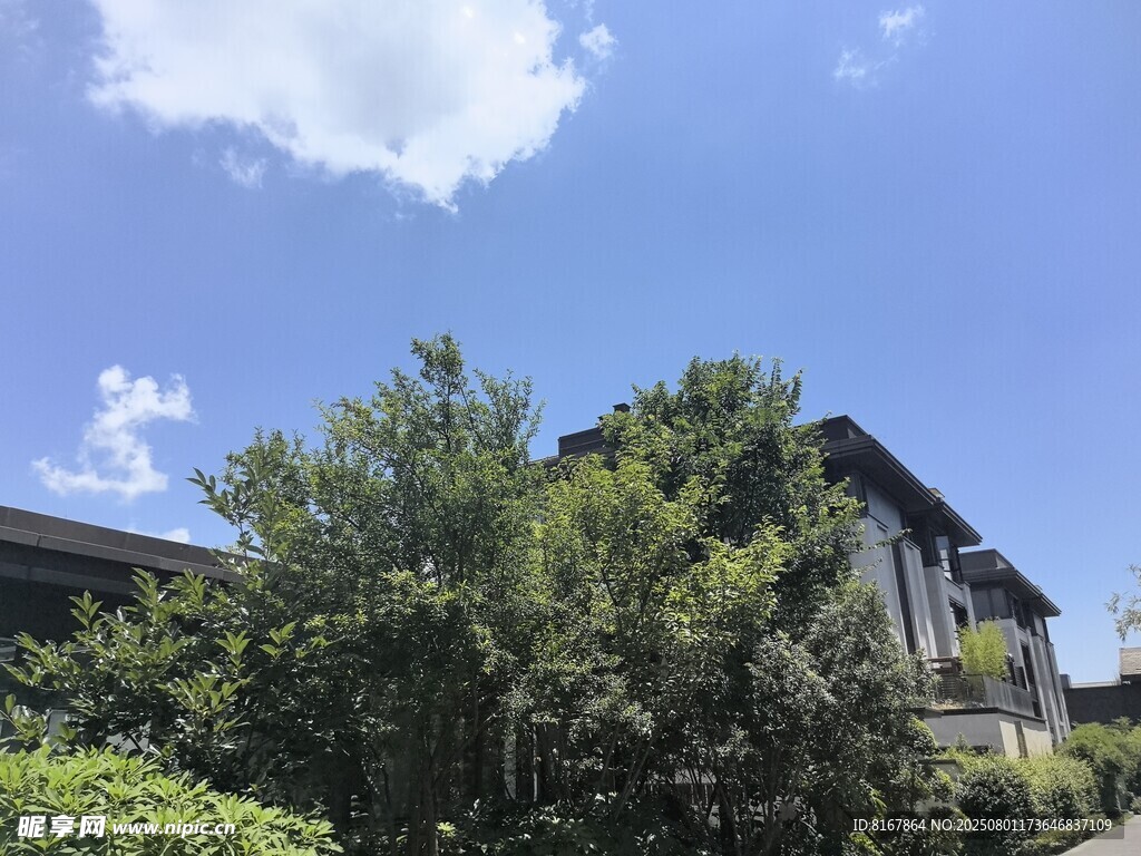 绿树环绕的静谧建筑