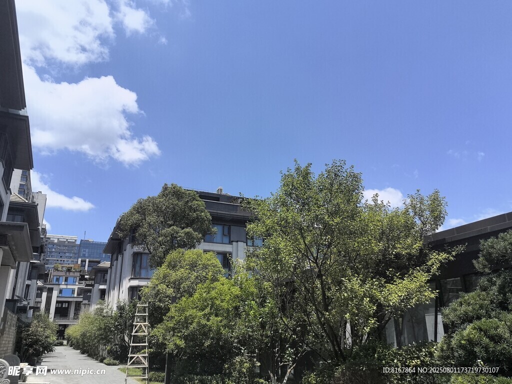 宁静小巷旁的绿植与房屋