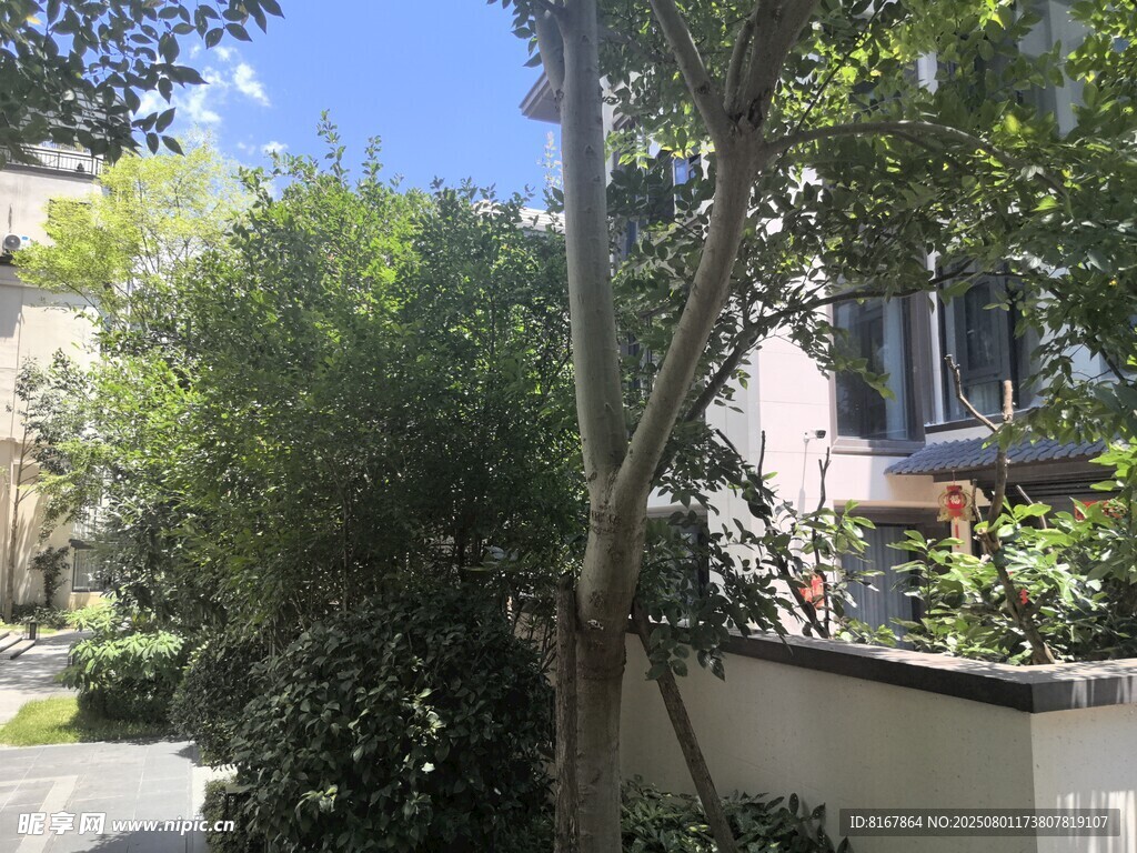 庭院绿植景观